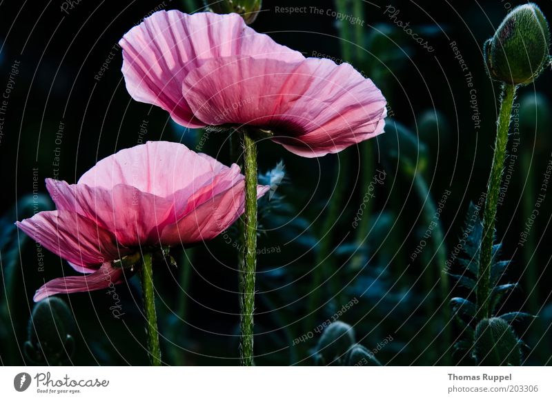 And poppy again Plant Flower Blossom Foliage plant Poppy Poppy blossom Poppy field Poppy capsule Beautiful Green Pink Black Colour photo Multicoloured