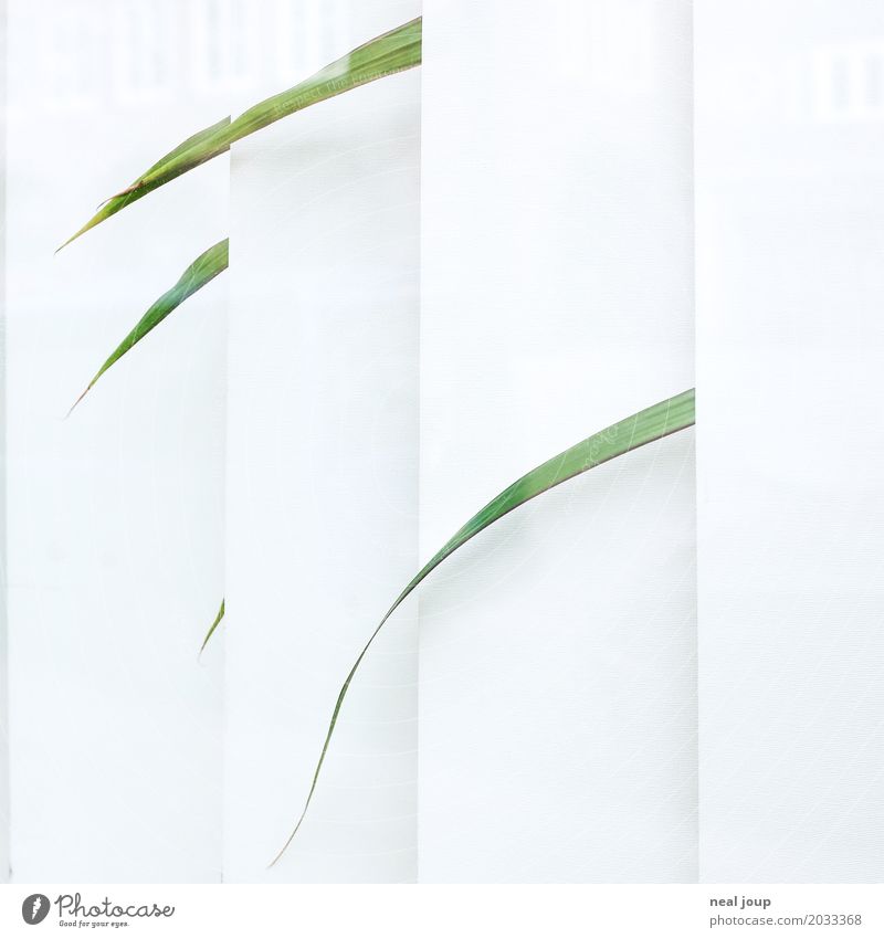 Single leaves of a lonely office plant look through the blinds Office Foliage plant Pot plant Houseplant Window Venetian blinds Sadness Faded Wait Gloomy Green