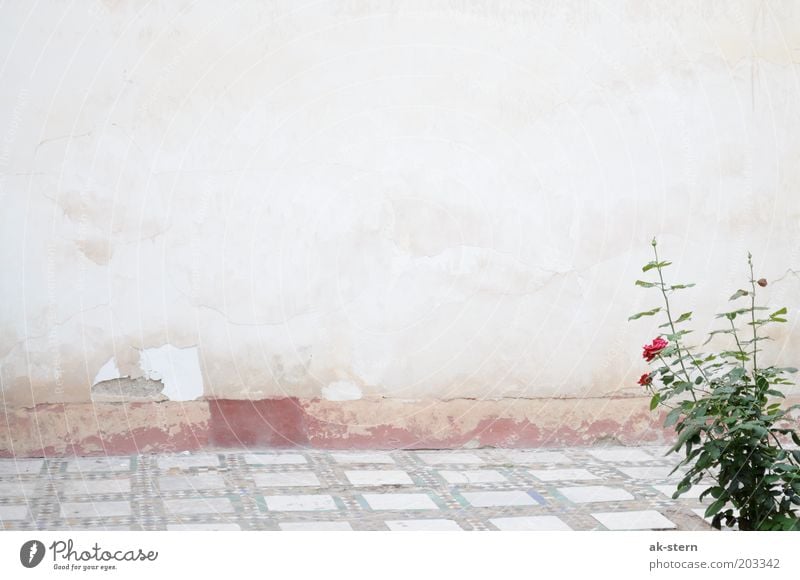 rose garden Flower Rose Wall (barrier) Wall (building) Facade Terrace Stone Esthetic Brown Gray Pink Red Exterior shot Copy Space top Ground Decline Old Plaster