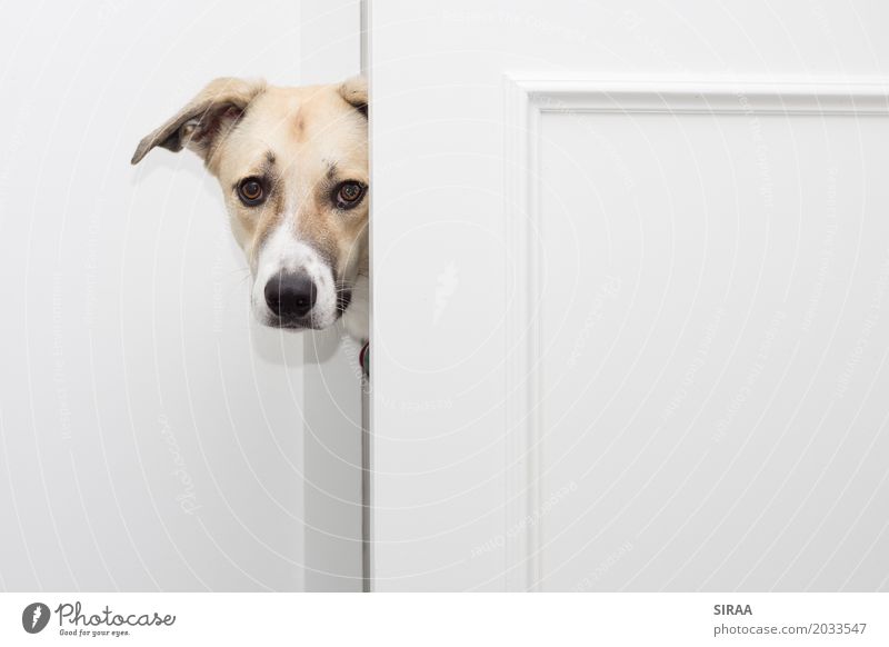 I'm curious about that. Animal Pet Dog Animal face Pelt 1 Curiosity Bright Door Crossbreed Colour photo Interior shot Deserted Copy Space right Long shot