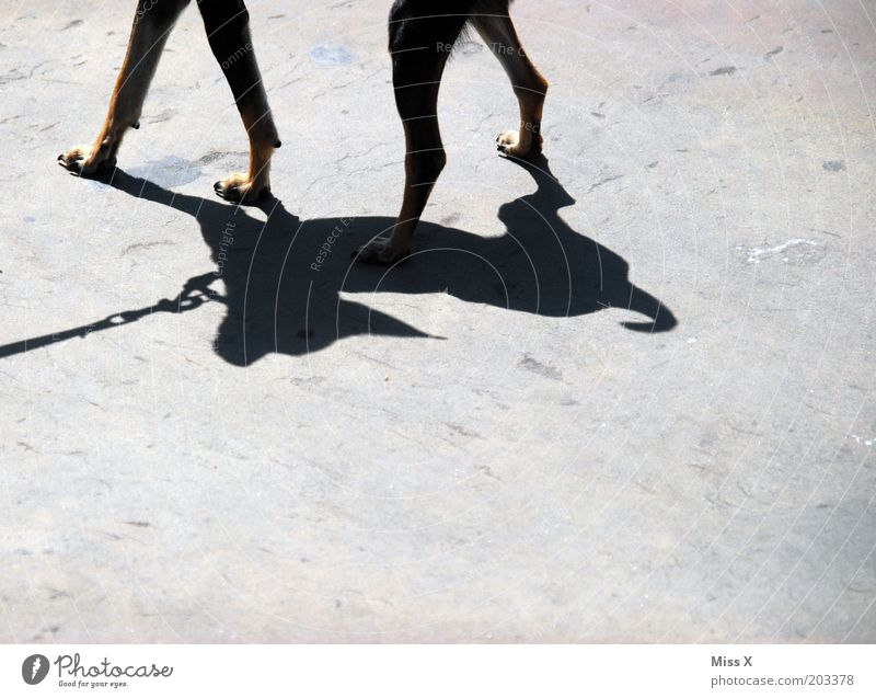 wow wow Animal Pet Dog 1 Thin Small Walk the dog Colour photo Subdued colour Exterior shot Detail Deserted Copy Space bottom Shadow Contrast Silhouette Sunlight