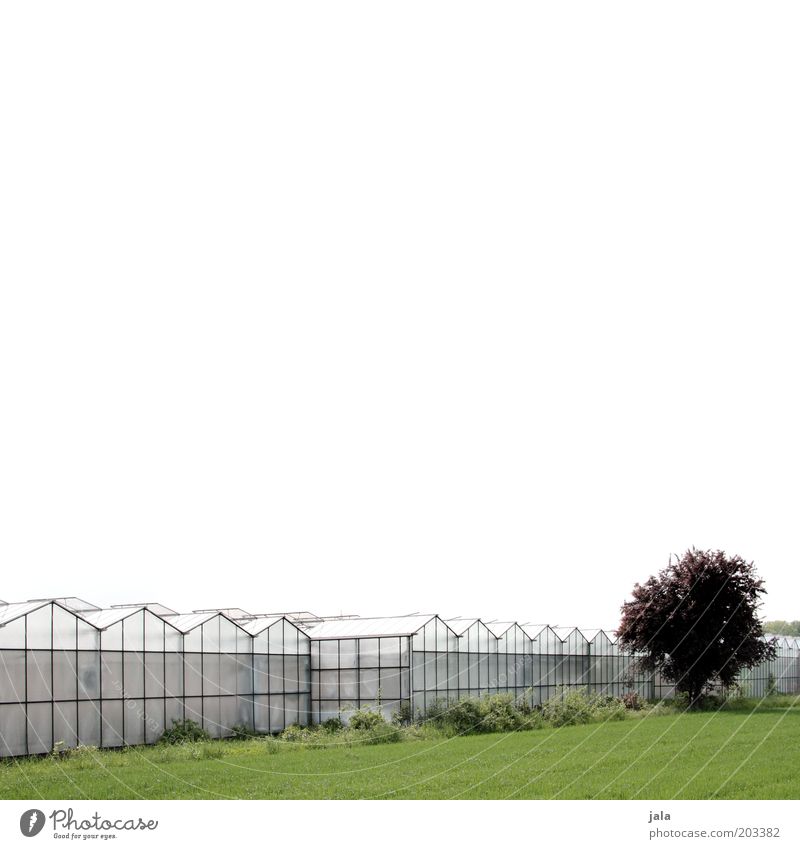 market garden Company Sky Tree Meadow Field Manmade structures Building Greenhouse Large Market garden Agriculture Colour photo Exterior shot Copy Space top
