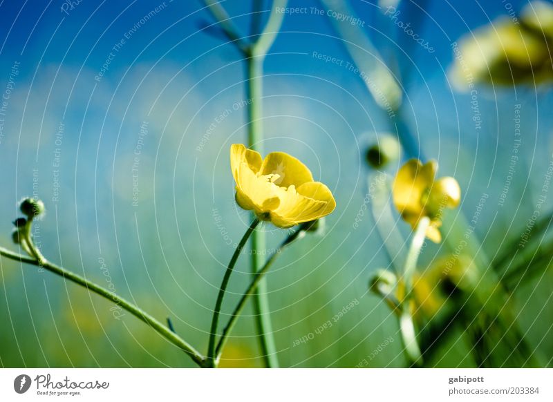 Summer full Environment Nature Plant Flower Bushes Wild plant Crowfoot Natural Blue Multicoloured Yellow Green Exterior shot Close-up Deserted Day Sunlight