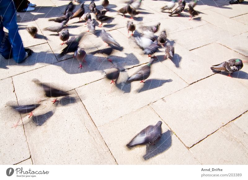 pigeons Leisure and hobbies Trip Weather Animal Bird Group of animals Moody Vacation destination Venice Colour photo Exterior shot Day Light Shadow
