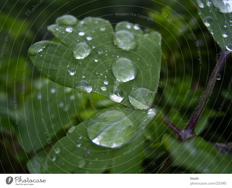 Drops 1 Leaf Plant Drops of water Rain