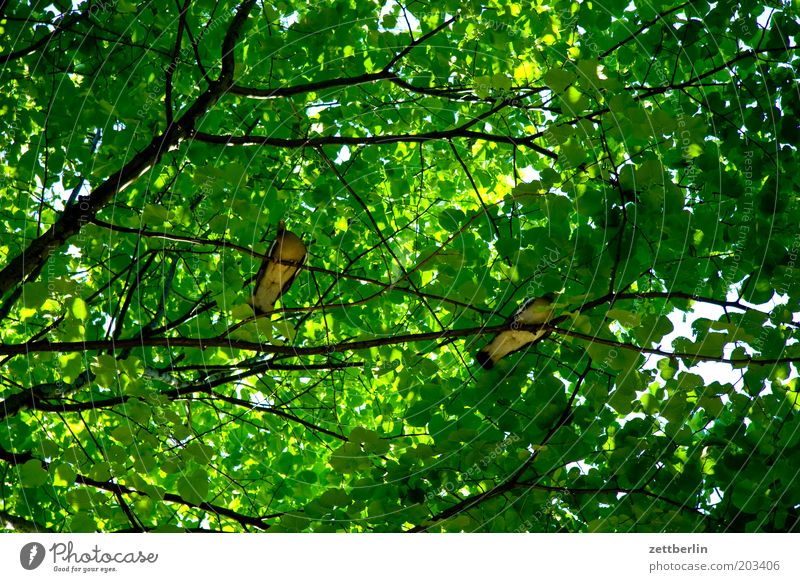 Two pigeons in Paris Pigeon Bird Sit Calm Break Tree Leaf canopy Branch Twig Summer Dark Protection Green Leaf green Worm's-eye view Pair of animals