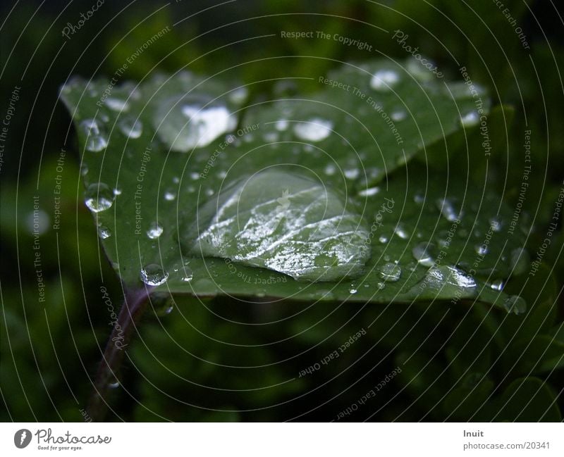 Drops 2 Leaf Plant Drops of water Rain