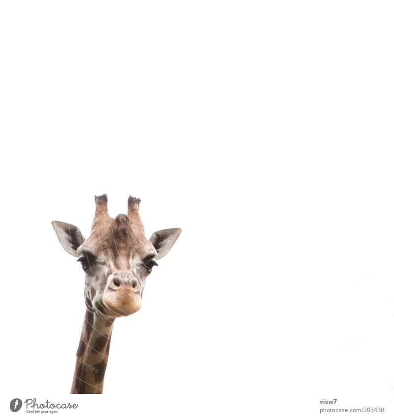 Jürgen Meinhardt Animal Wild animal Animal face Zoo Giraffe 1 Observe Think Discover Looking Esthetic Authentic Tall Curiosity Cute Above Positive Beautiful