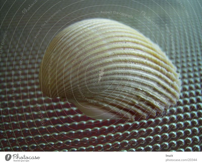 seashell Ocean Mussel Close-up Gully
