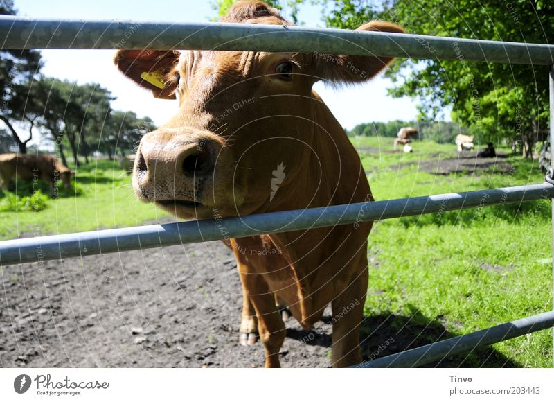 "Yes, please?" Animal Farm animal Cow Animal face Pelt Curiosity Brown Nature Pasture Metal post Dairy cow Cattle Colour photo Exterior shot Nose Fence Head
