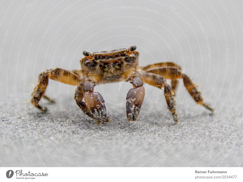 a beach crab curiously walks across the sandy beach Environment Nature Animal Summer Coast Ocean "Crab Beach crab. Cancer 1 Vacation & Travel "Beach vacation
