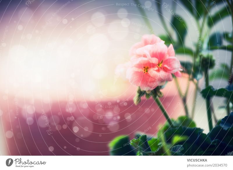 Pastel pink flower, nature background Design Summer Garden Nature Plant Sunlight Beautiful weather Flower Leaf Blossom Park Yellow Pink Background picture