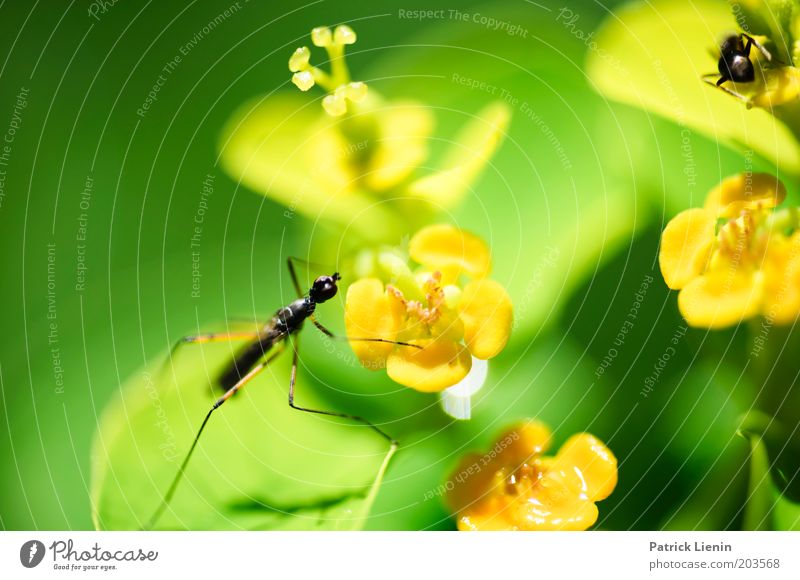 Leave me alone! Animal 2 Hunting Insect Ant Crane fly Flower Plant Pursue Beautiful Nature Observe Escape Small Green stilts fly Colour photo