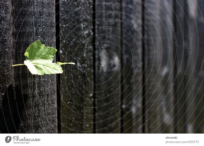 Fence again Plant Leaf Garden Wooden fence Wooden board Dark Spring fever Colour photo Pattern Day Contrast Shallow depth of field Central perspective Gap