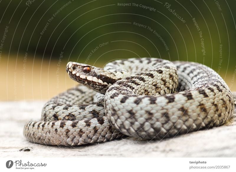 beautiful common crossed viper basking on wood stump Beautiful Woman Adults Nature Animal Wild animal Snake Natural Brown Gray Fear Dangerous European venomous