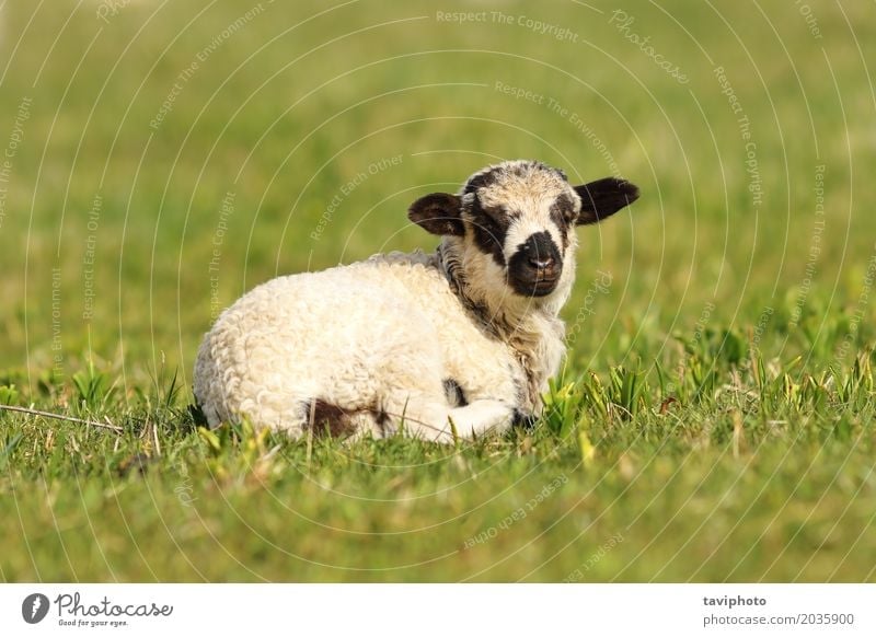 Download Cute Mottled Lamb Face A Royalty Free Stock Photo From Photocase