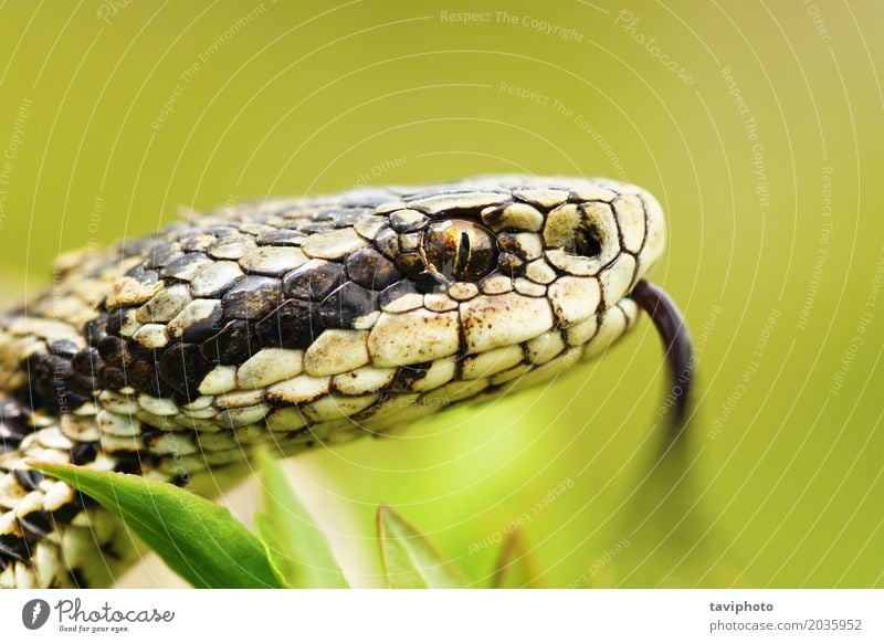 portrait of female Vipera ursinii Woman Adults Nature Animal Meadow Snake Wild Brown Fear Dangerous head vipera Vertical pupil tongue adder hungarian
