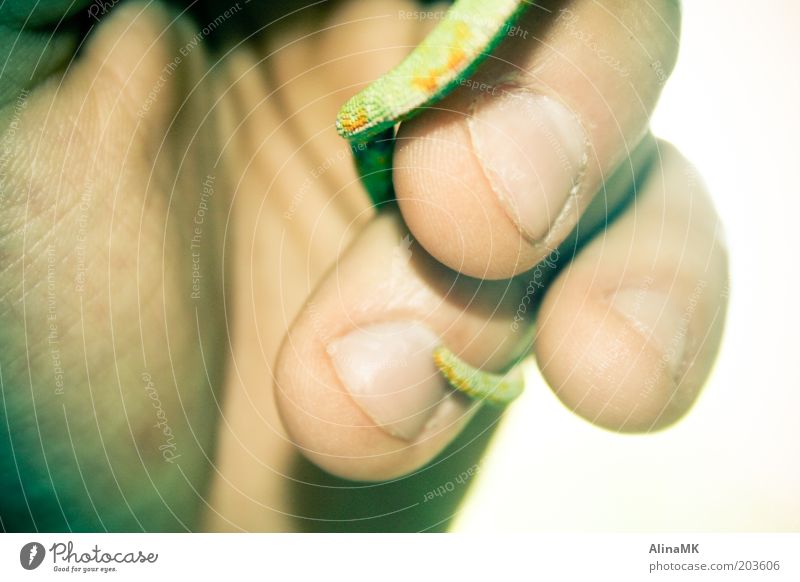 Chameleon Tail Hand Fingers Pet 1 Animal Elegant Exotic Green To hold on Tails Fingernail Love of animals Colour photo Close-up Day