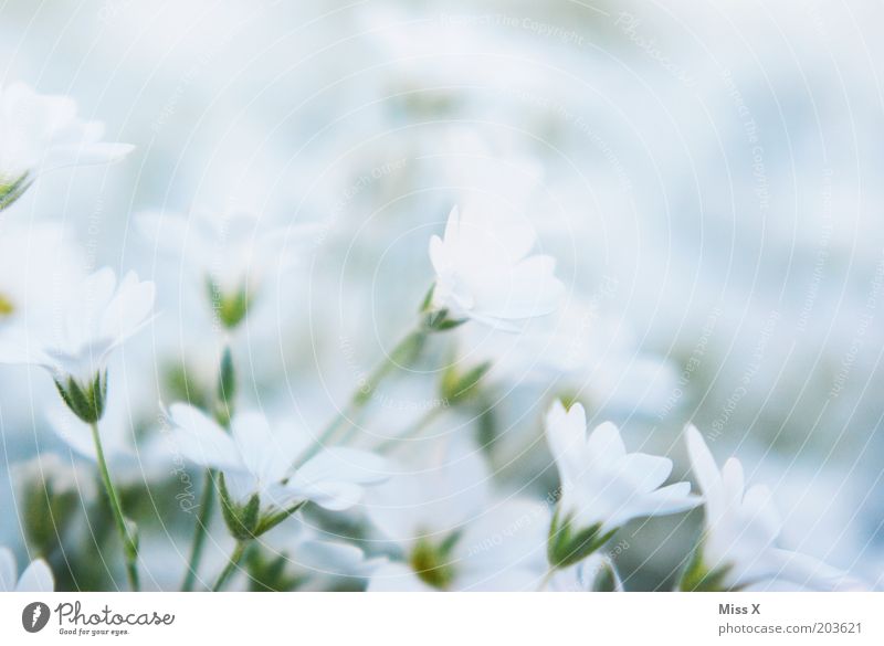 Bettsacherla II Nature Plant Flower Blossom Meadow Blossoming Small White Colour photo Subdued colour Exterior shot Close-up Deserted Copy Space right
