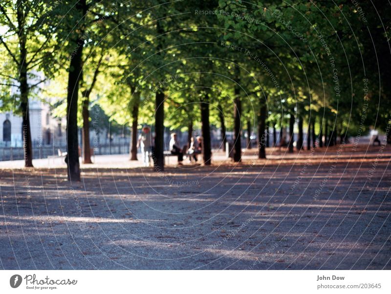 One street, many trees (...) Leisure and hobbies Tourism Sightseeing City trip Human being Beautiful weather Plant Tree Park Berlin Avenue Shadow