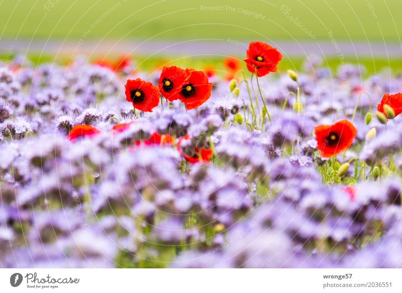 summer-coloured Environment Nature Plant Beautiful weather Agricultural crop Poppy blossom Field Natural Multicoloured Green Violet Red phacelia Summer
