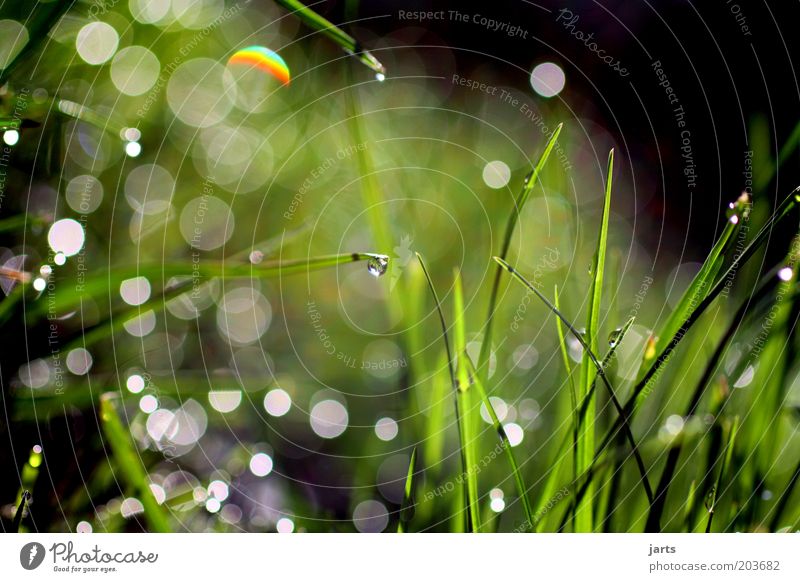 ecosystem Environment Nature Plant Drops of water Sunlight Spring Summer Grass Fresh Natural Green Calm Blade of grass Wet Dew Foliage plant Colour photo