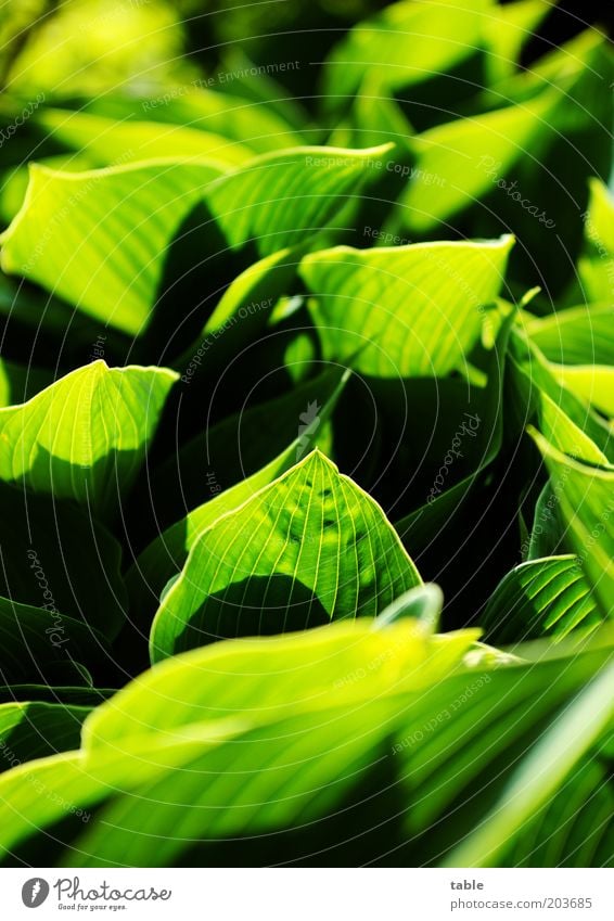 . . .and it's all crass green . . . Plant Leaf Foliage plant Illuminate Growth Esthetic Natural Green Black Emotions Colour Rachis Hosta Colour photo