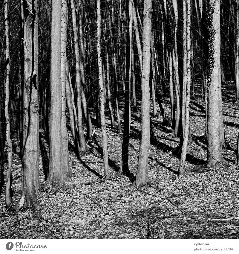 Forest for the trees Environment Nature Tree Mysterious Calm Bleak Edge of the forest Deciduous tree Black & white photo Exterior shot Copy Space bottom Day