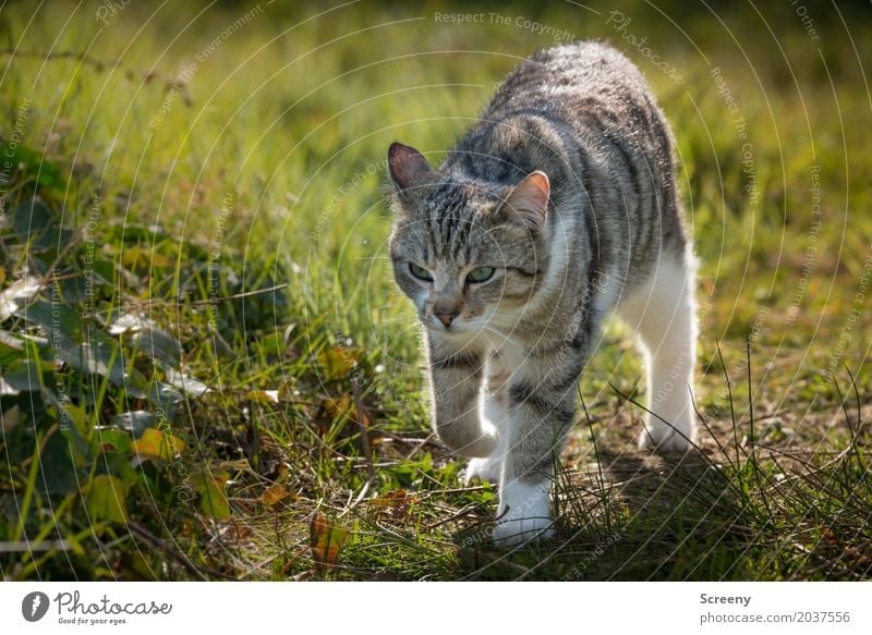 on rambles... Nature Plant Animal Spring Summer Beautiful weather Garden Park Meadow Pet Cat 1 Observe Walking Serene Curiosity Colour photo Exterior shot