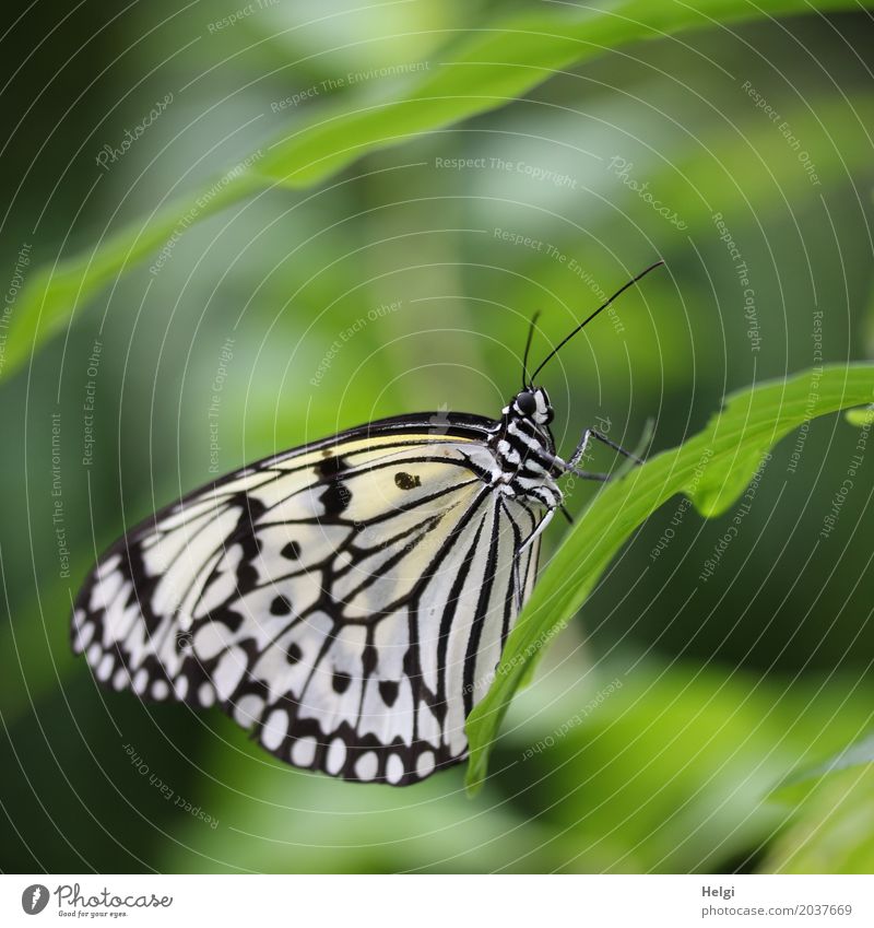 extraordinary butterfly, white tree nymph, sitting on a leaf Plant flaked Animal Butterfly White tree nymph 1 To hold on Looking Stand Esthetic Exceptional