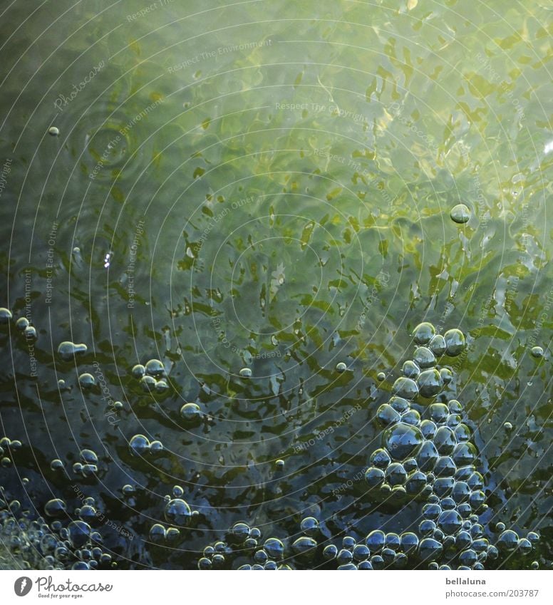 fizz Environment Nature Elements Water Pond Cold Light Shadow Bubble Air bubble Surface of water Bubbling Colour photo Subdued colour Exterior shot Day