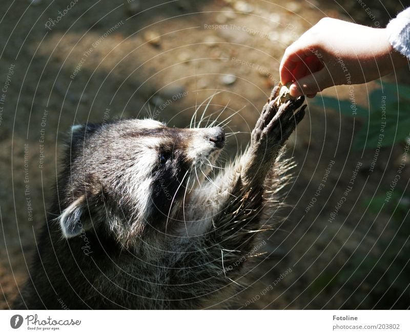 Oh please, please, please! Human being Child Girl Infancy Arm Hand Fingers Animal Wild animal Pelt Paw Bright Warmth Soft Raccoon Mammal To feed Colour photo