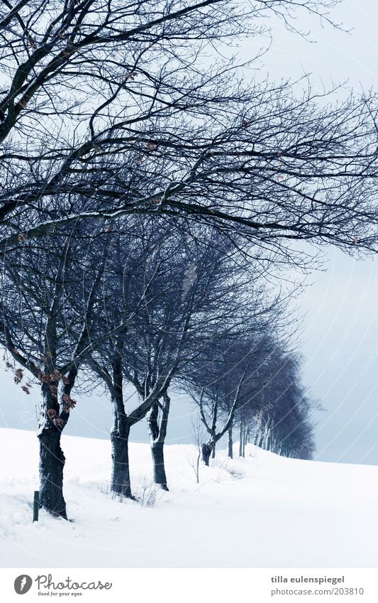 from the old days. Winter Snow Environment Nature Landscape Horizon Bad weather Ice Frost Tree Freeze Cold Blue White Calm Row of trees Branch Snowdrift