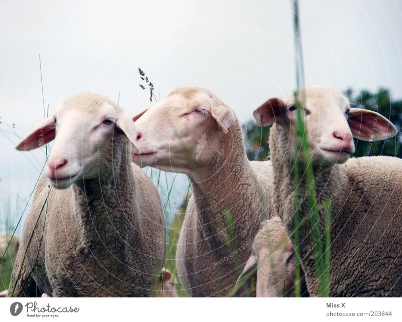 3 1/2 graces Nature Grass Meadow Animal Farm animal Group of animals Cuddly Pride Pasture Sheep Colour photo Subdued colour Exterior shot Deserted