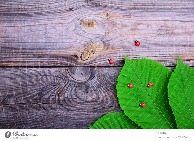 Green leaves of chestnut in the corner Nature Plant Leaf Wood Fresh Natural Gray Colour Creativity Ladybird spring Organic Conceptual design decor Consistency