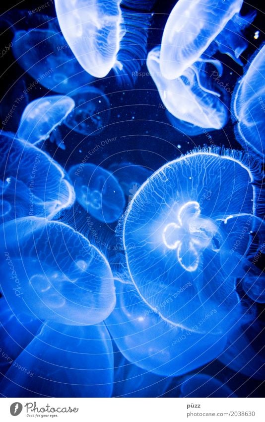 jelly Environment Nature Animal Elements Water Ocean Jellyfish Group of animals Flock Swimming & Bathing Esthetic Threat Dark Disgust Fantastic Cold Wet Slimy