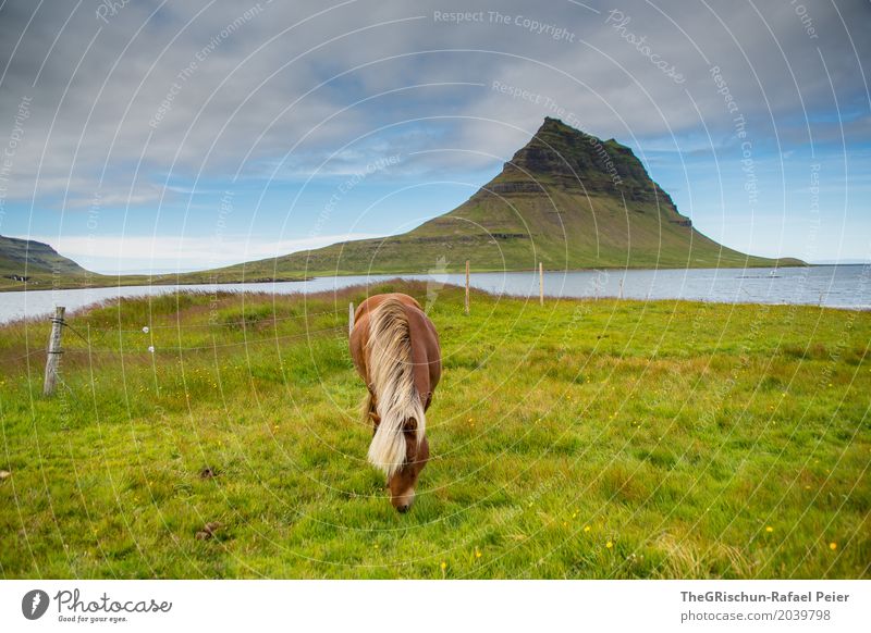 Horse & Mountain Environment Nature Landscape Blue Brown Gray Green Iceland Kirkjufell Vacation & Travel Attraction Meadow Pasture Icelander Mane To feed Ocean