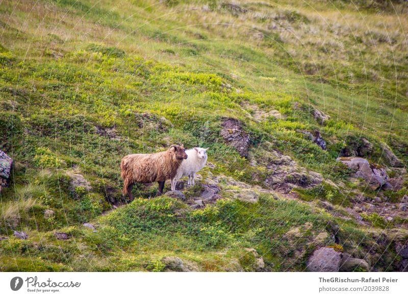 Iceland Sheep Animal Farm animal 2 Brown Gray Green White Living thing Hair and hairstyles Pelt Pasture Hill Stone Grass Friendship Colour photo Exterior shot