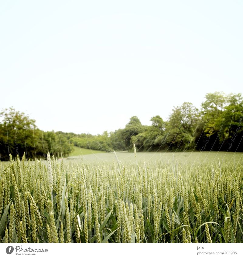 field Nature Landscape Sky Summer Plant Tree Bushes Foliage plant Agricultural crop Field Agriculture Growth Blue Green Wheat Colour photo Exterior shot