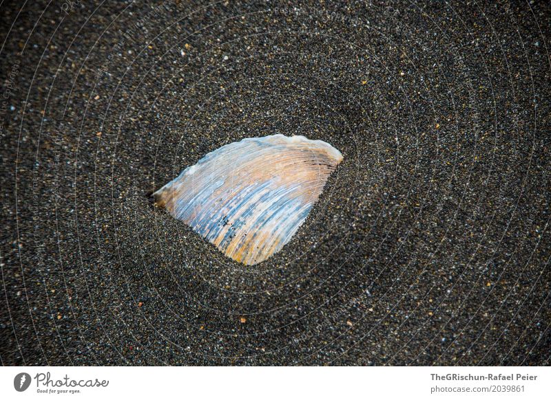seashell Nature Sand Blue Orange Black Mussel Beach Lava beach Bury Living thing Pattern Structures and shapes Grainy Grain of sand Colour photo Exterior shot