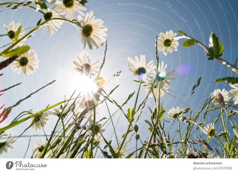 the other day in the flower meadow Environment Nature Plant Sky Cloudless sky Climate Weather Beautiful weather Flower Blossom Happiness Fresh Bright Blue White