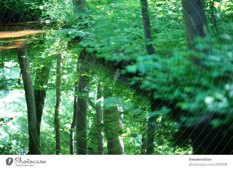 Which way? That way! III Calm Nature Plant Water Warmth Tree Leaf Park Green Colour photo Exterior shot Deserted Light Reflection Deep depth of field