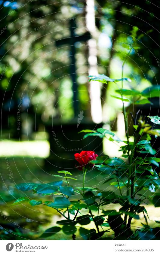rose Sculpture Christian cross Grave Tomb Environment Nature Plant Sun Sunlight Summer Climate Warmth Flower Rose Leaf Blossom Foliage plant Wild plant Garden