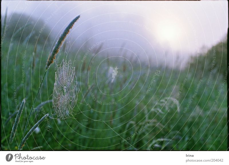 frenzy Drops of water Grass Meadow Spider's web Green Calm Dew Blade of grass Untouched Ethnic Exterior shot Dawn Shallow depth of field Deserted