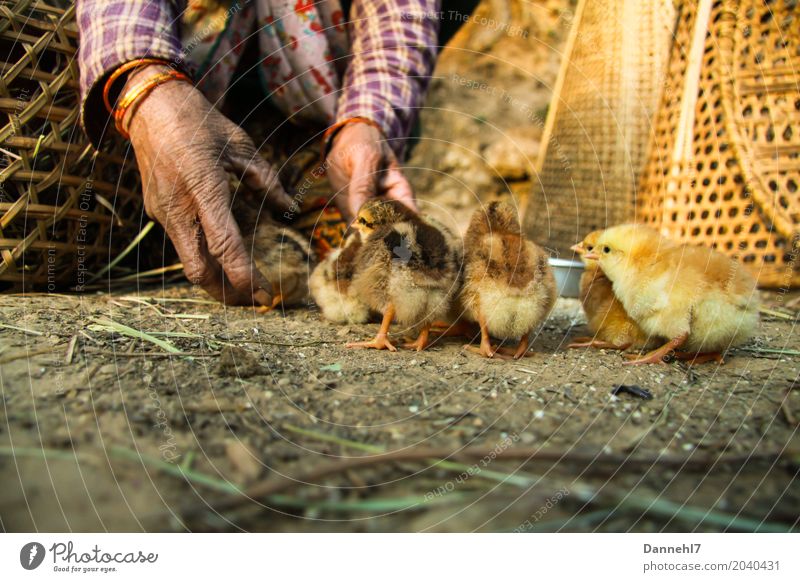 Chicken yard III Female senior Woman Fingers 1 Human being Animal Pet Wing Group of animals Baby animal Work and employment Old Together Brown Gold Violet