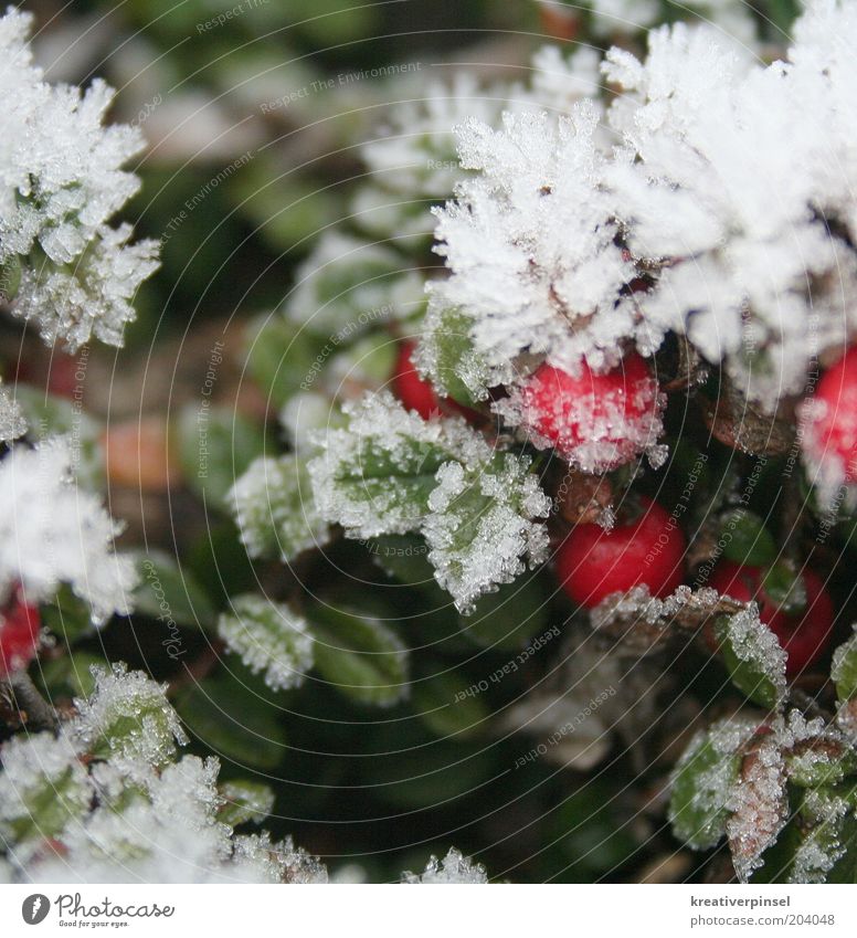 chill Nature Winter Ice Frost Snow Plant Leaf Foliage plant Cold White Green Red Ice crystal Detail Multicoloured Exterior shot Close-up Day Blur Berries