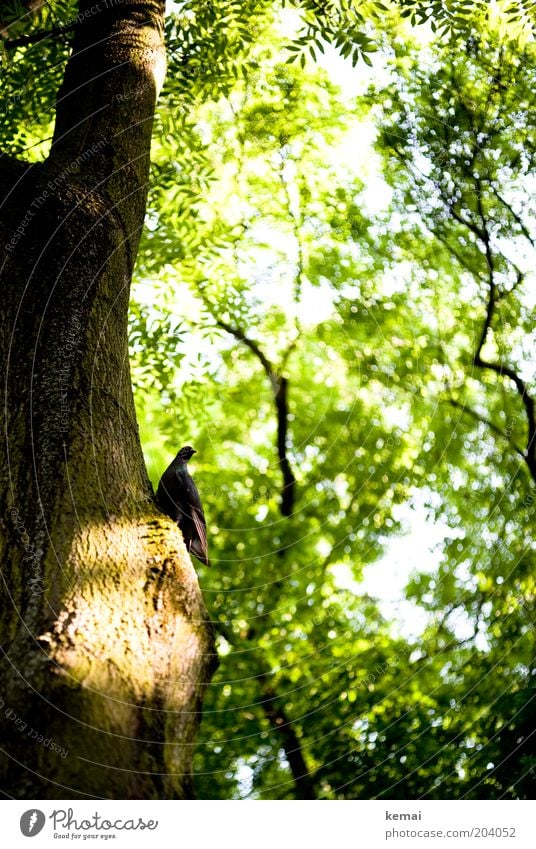 Cemetery Dove Environment Nature Plant Sunlight Summer Climate Beautiful weather Warmth Tree Leaf Foliage plant Wild plant Garden Animal Bird Pigeon 1