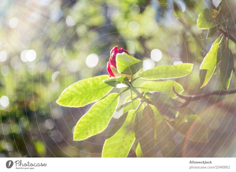 spring sun blossom Nature Plant Sunlight Spring Summer Blossom Beautiful Green Red Growth Colour photo Exterior shot Detail Deserted Day Light Sunbeam Blur