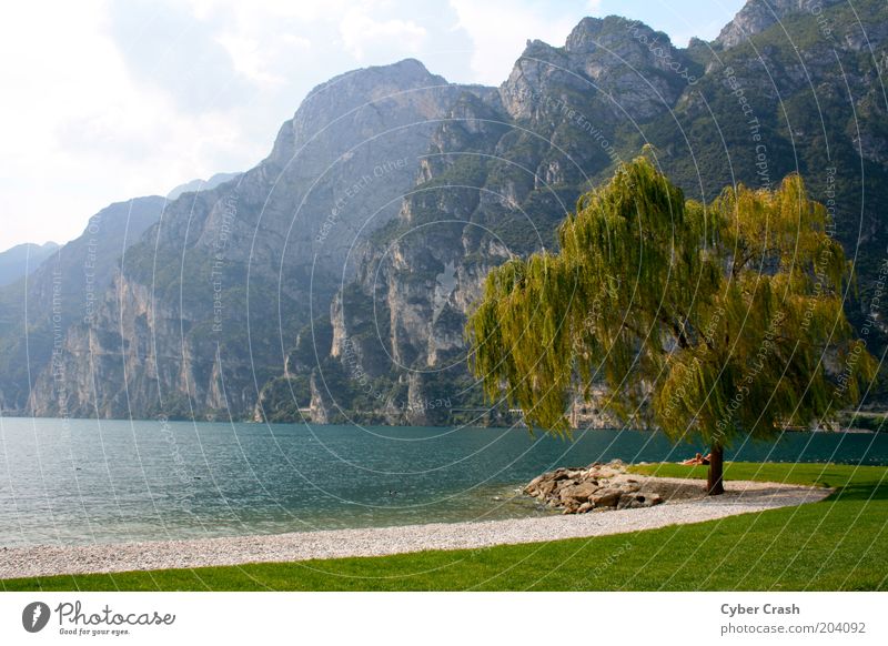 Impression Lake Garda Landscape Plant Water Summer Tree Mountain Lakeside Italy Europe Loneliness Idyll Colour photo Exterior shot Deserted Copy Space left Day
