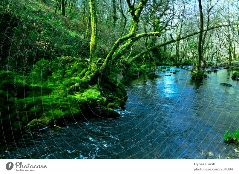 Galician Forests Nature Plant Water Tree Moss Wild plant River bank Brook Blue Green Esthetic Loneliness Colour photo Exterior shot Deserted Copy Space bottom